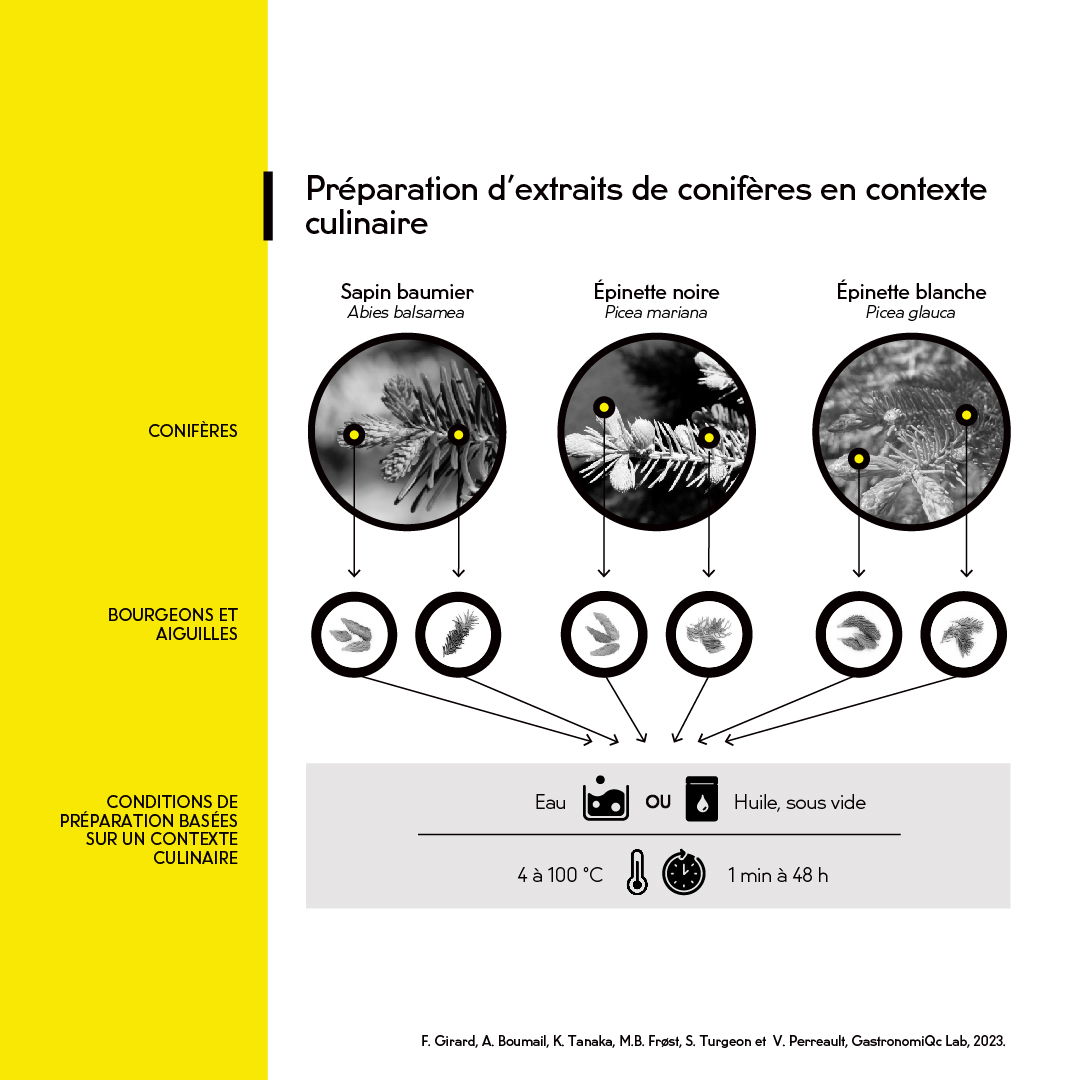 Vignette de l'infographie conifère montrant la préparation des extraits de conifères